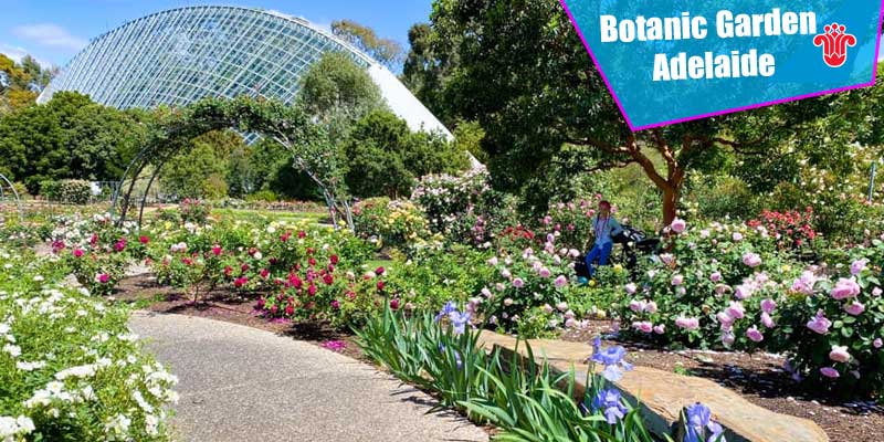 Vườn Botanic Garden Adelaide