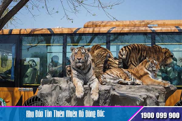 Khu Bảo Tồn Thiên Nhiên Hổ Đông Bắc (Siberian Tiger Park)