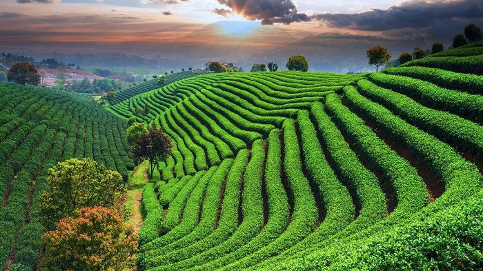 Làng trà Long Tỉnh
