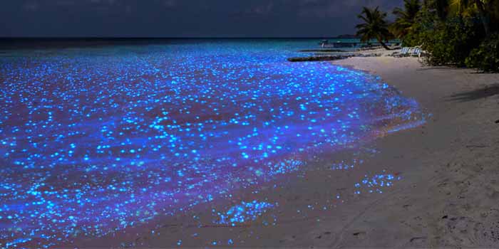 Bãi biển Vaadhoo: Bãi biển phát sáng kỳ ảo