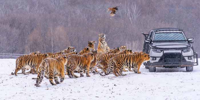 Khu Bảo Tồn Thiên Nhiên Hổ Đông Bắc (Siberian Tiger Park)