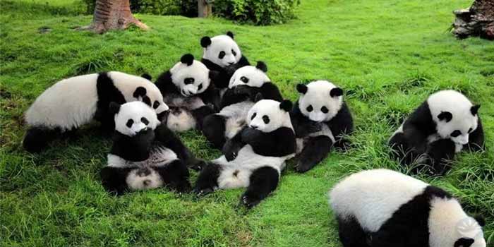 Khu bảo tồn gấu trúc Tứ Xuyên